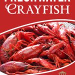 Freshwater Crayfish