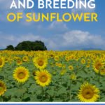 Genetics, Genomics and Breeding of Sunflower
