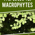 Marine Macrophytes