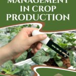 Phosphorus Management in Crop Production