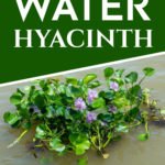 Water Hyacinth