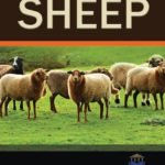 Production of Sheep