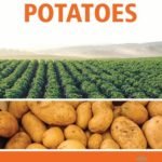 Innovative Techniques in Cultivation of Potatoes