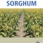Innovative Techniques in Cultivation of Sorghum