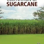 Innovative Techniques in Cultivation of Sugarcane