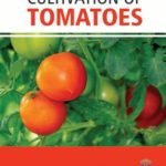 Innovative Techniques in Cultivation of Tomatoes